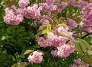 17th Apr 2022 - Cherry Blossom