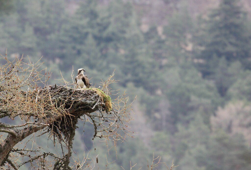 The Osprey couple are back by jamibann