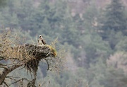 17th Apr 2022 - The Osprey couple are back