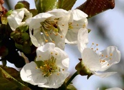 17th Apr 2022 - Cherry Blossom