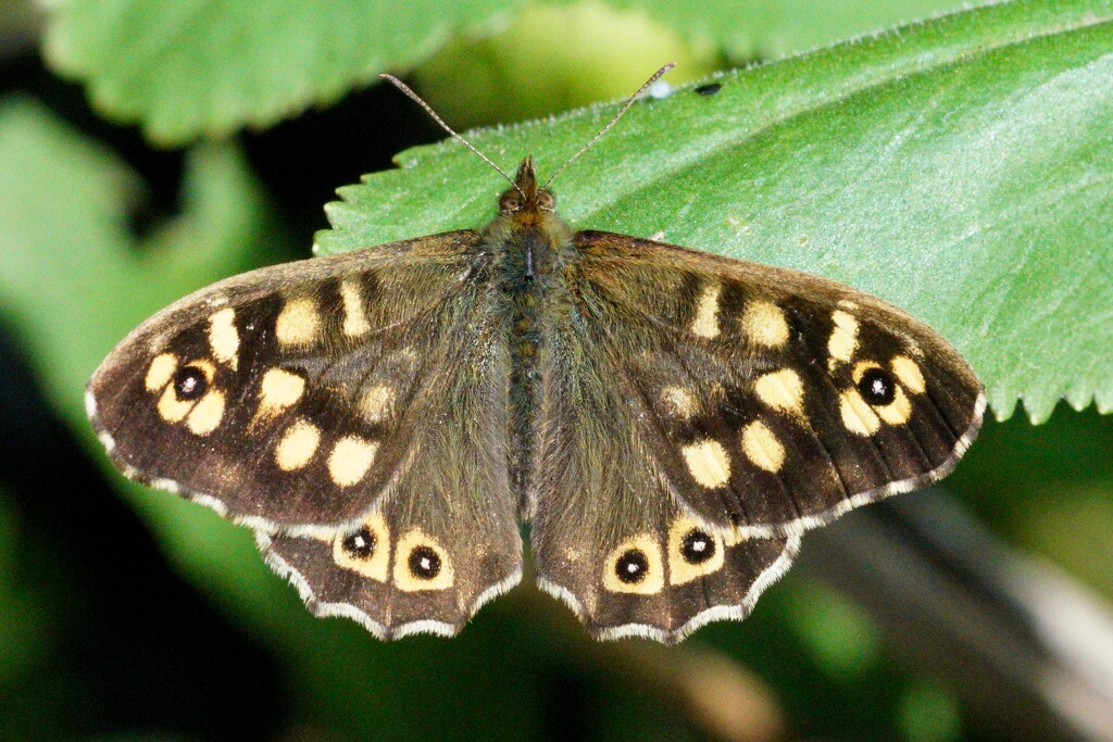 SPECKLED WOOD BUTTERFLY by markp