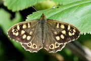 17th Apr 2022 - SPECKLED WOOD BUTTERFLY