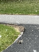17th Apr 2022 - Snow Squirrel for Easter