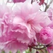 Blossom by 30pics4jackiesdiamond