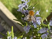 17th Apr 2022 - Busy Bees