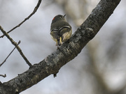 17th Apr 2022 - Ruby-crowned kinglet 
