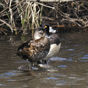 17th Apr 2022 - ring-necked ducks 