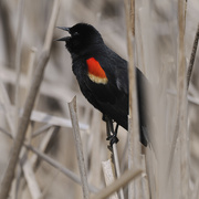 17th Apr 2022 - red-winged blackbird sings