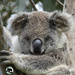 the wake up ... by koalagardens