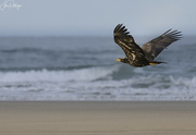 17th Apr 2022 - Juvenile Eagle Flying At Washburne