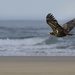 Juvenile Eagle Flying At Washburne by jgpittenger