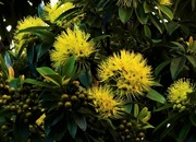 18th Apr 2022 - Beautiful Golden Penda Flowers ~    