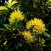 Beautiful Golden Penda Flowers ~     by happysnaps