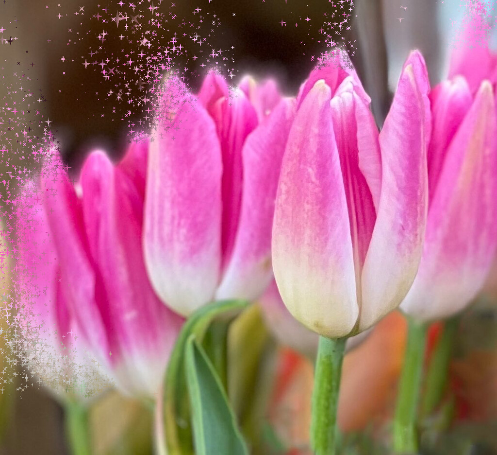 Tulip Magic  by rensala