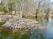 15th Apr 2022 - Beaver Dam