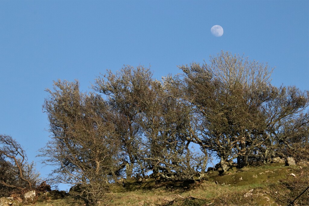 Rising moon - taken in north Wales. A beautiful week but not much internet.. by 365jgh