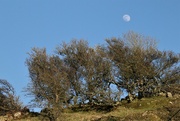 8th Apr 2022 - Rising moon - taken in north Wales. A beautiful week but not much internet..