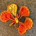 Delonix regia Flower.  by cocobella