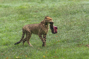 18th Apr 2022 - Lunchtime for the Cheetahs