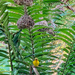 Golden Palm Weaver   by cocobella