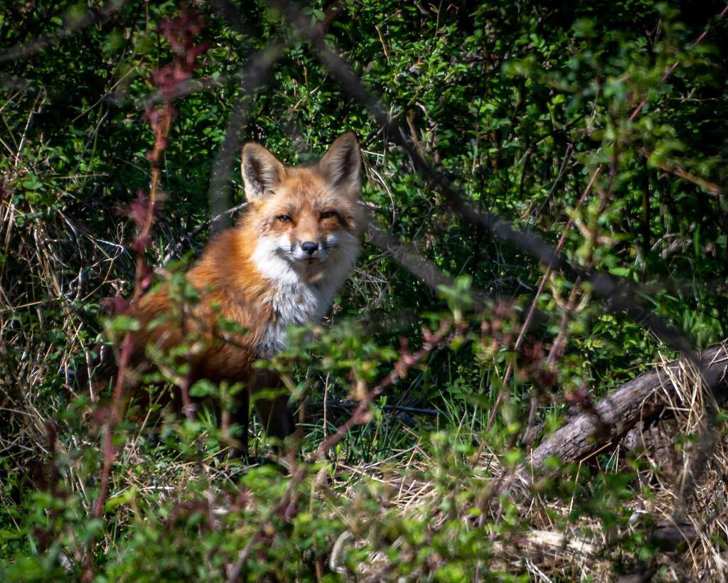Fox in the Neighborhood by marylandgirl58