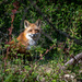 Fox in the Neighborhood by marylandgirl58