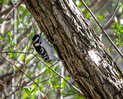 17th Apr 2022 - Female Downy Woodpecker