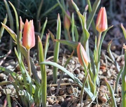 17th Apr 2022 - Small tulips