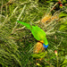 Bird: lorikeet by jeneurell