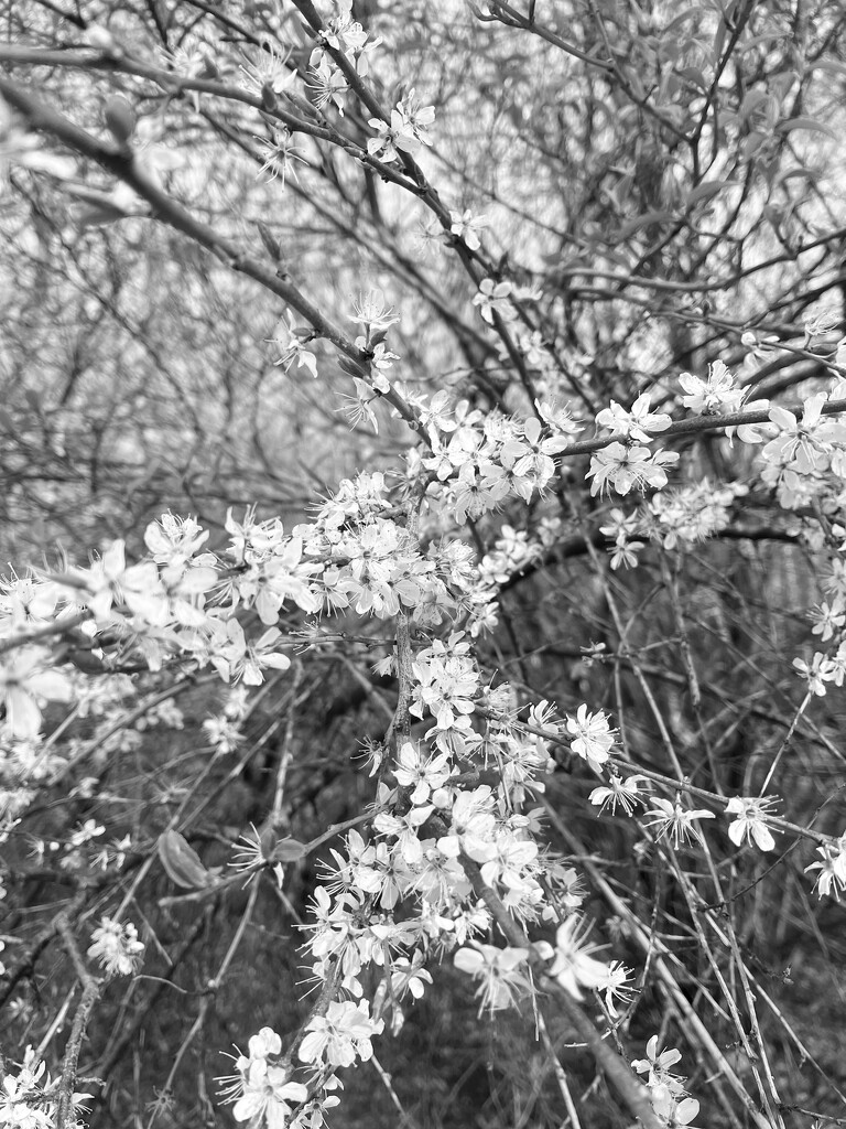 White blossom... by anne2013
