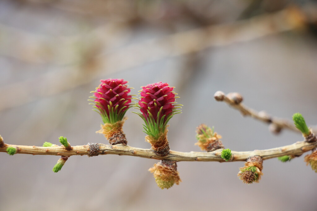 Larch Roses by jamibann