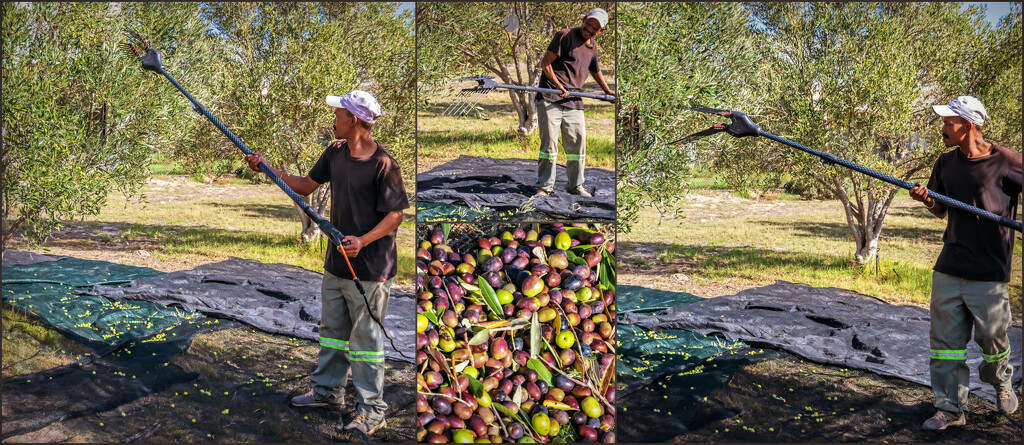 The Olive harvest by ludwigsdiana