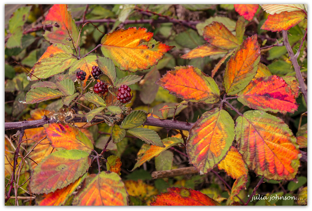 Autumn Colour.. by julzmaioro