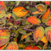 Autumn Colour.. by julzmaioro