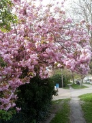 18th Apr 2022 - Blossom 