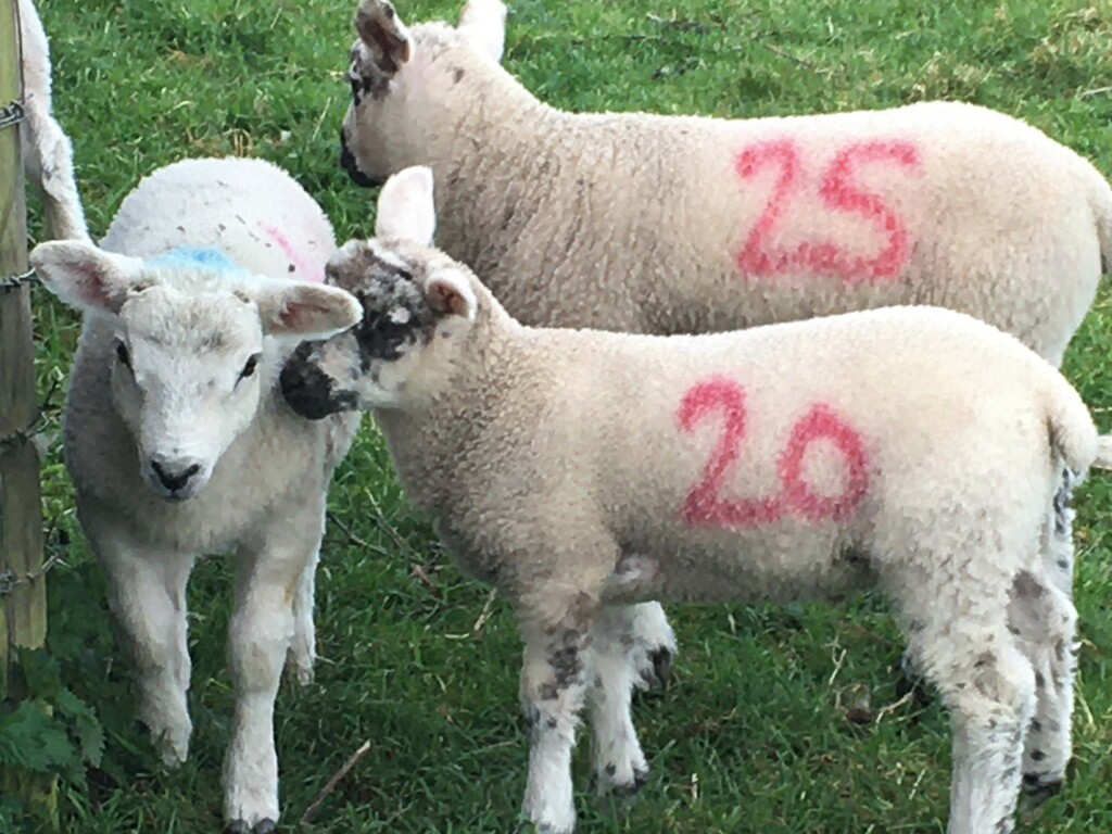 Easter lambs! by 365anne