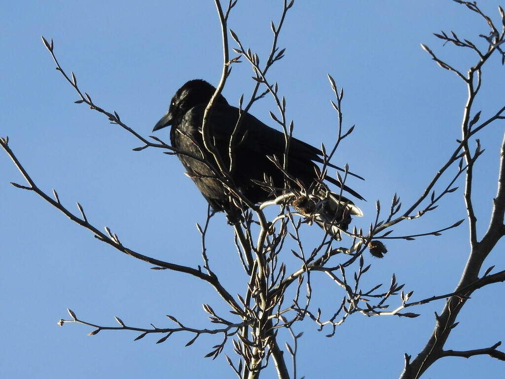 Crow by oldjosh