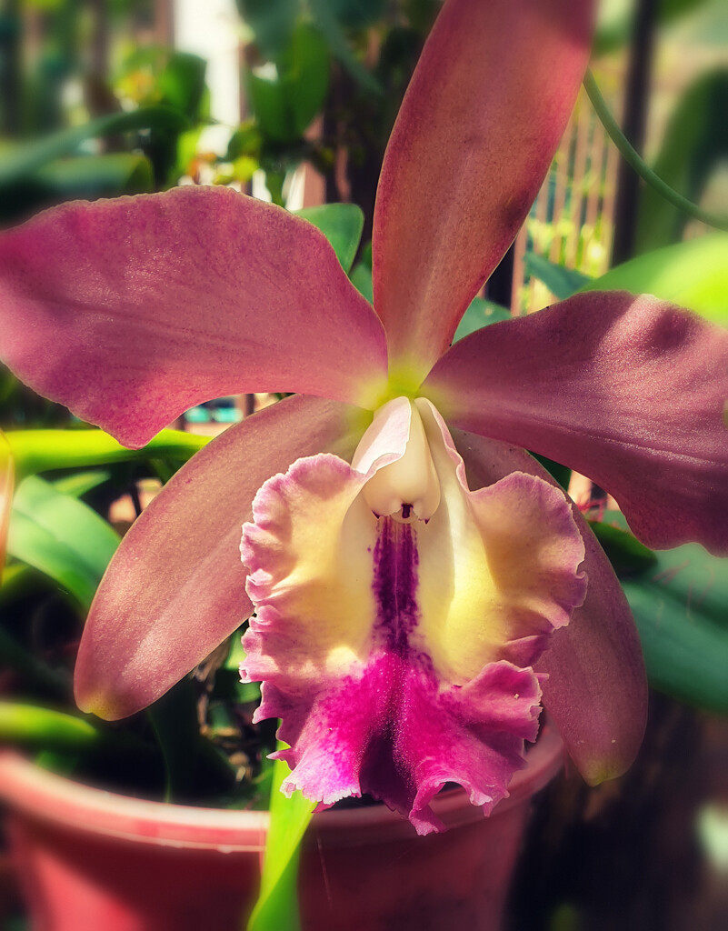Cattleya Orchid by annied