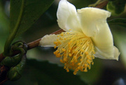 17th Apr 2022 - Tea flower