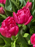 13th Apr 2022 - Tulips