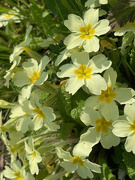 17th Apr 2022 - Primroses for Easter