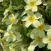Primroses for Easter by 365projectmaxine