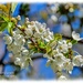 Blossom by carolmw
