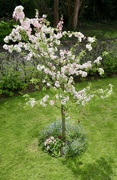 18th Apr 2022 - Blossom Tree