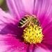 Still A Few Flowers For The Bees  DSC_9784 by merrelyn