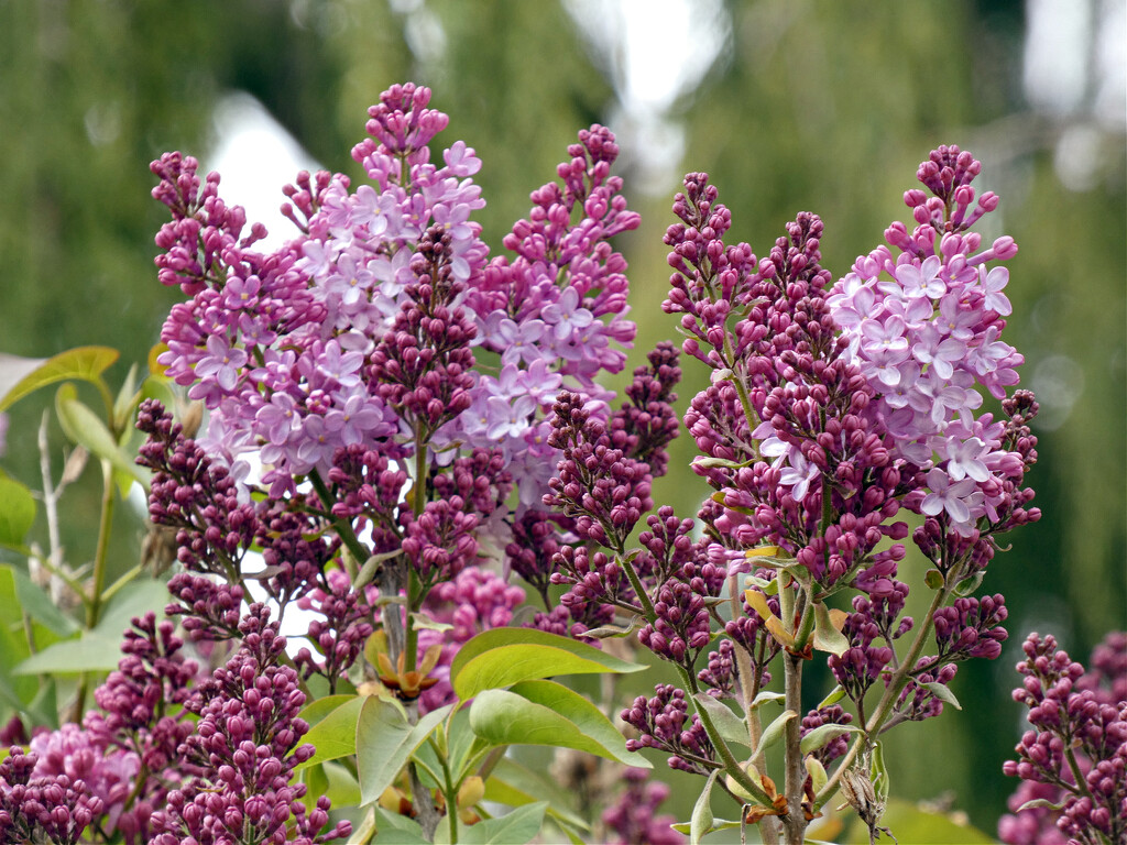 French Lilacs by seattlite