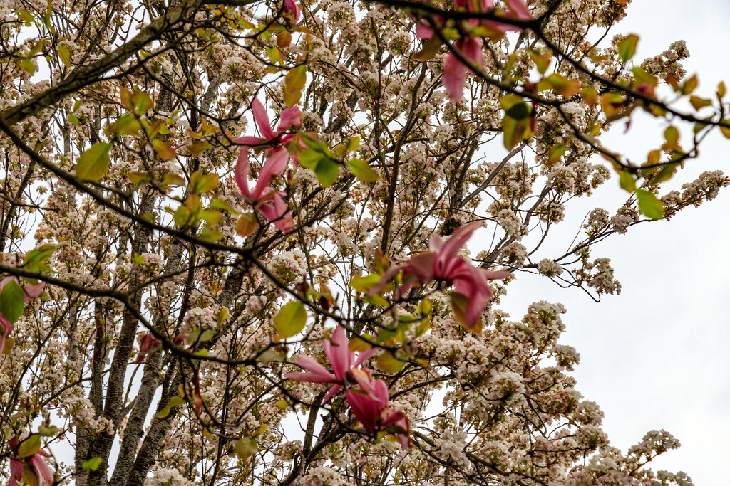 Springtime in Oregon by hjbenson
