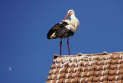 18th Apr 2022 - 2022-04-18 the storks are back