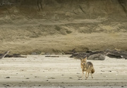 18th Apr 2022 - Coyote on the Beach
