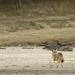 Coyote on the Beach by jgpittenger